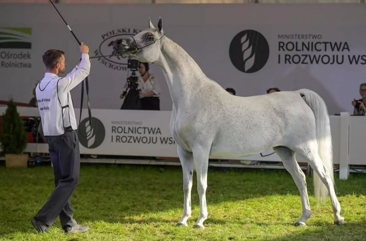 Pride Of Poland 2021 Za Ile Sprzedano Konie Na Aukcji W Janowie Podlaskim