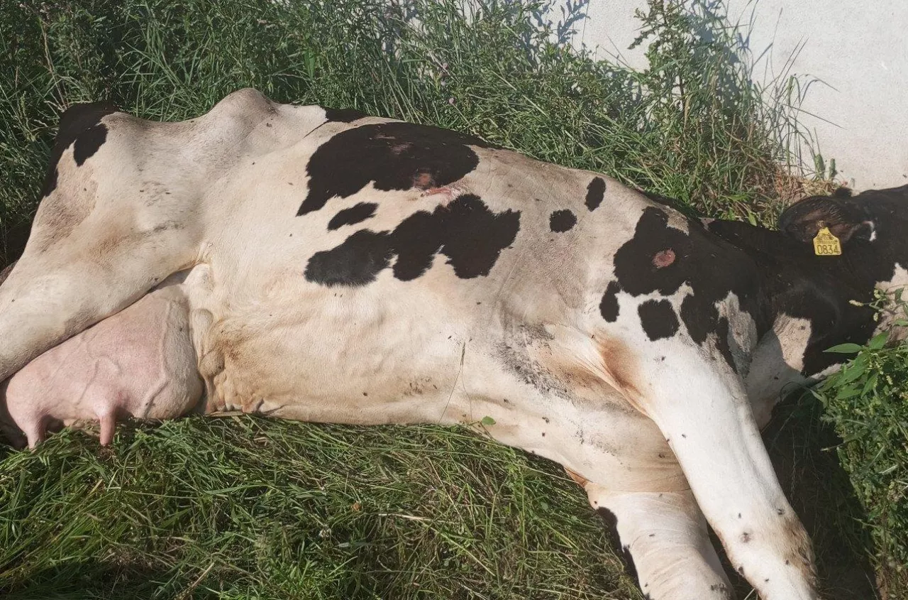 Rolnicy kupili siano i padło bydło Co się stało i jak im pomóc