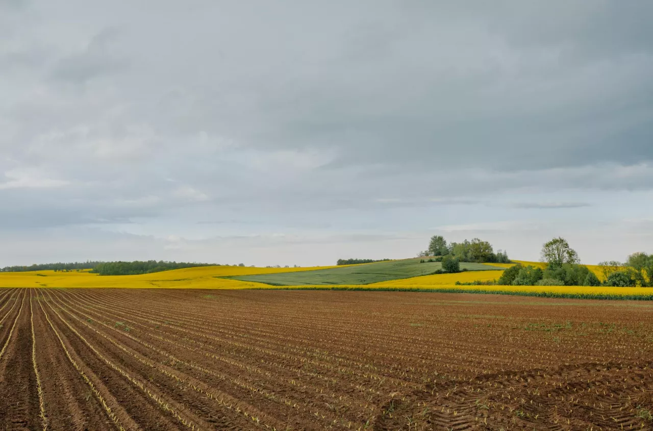 Syngenta Musi Sprzeda Swoj Ziemi Ile Hektar W Trafi Pod M Otek