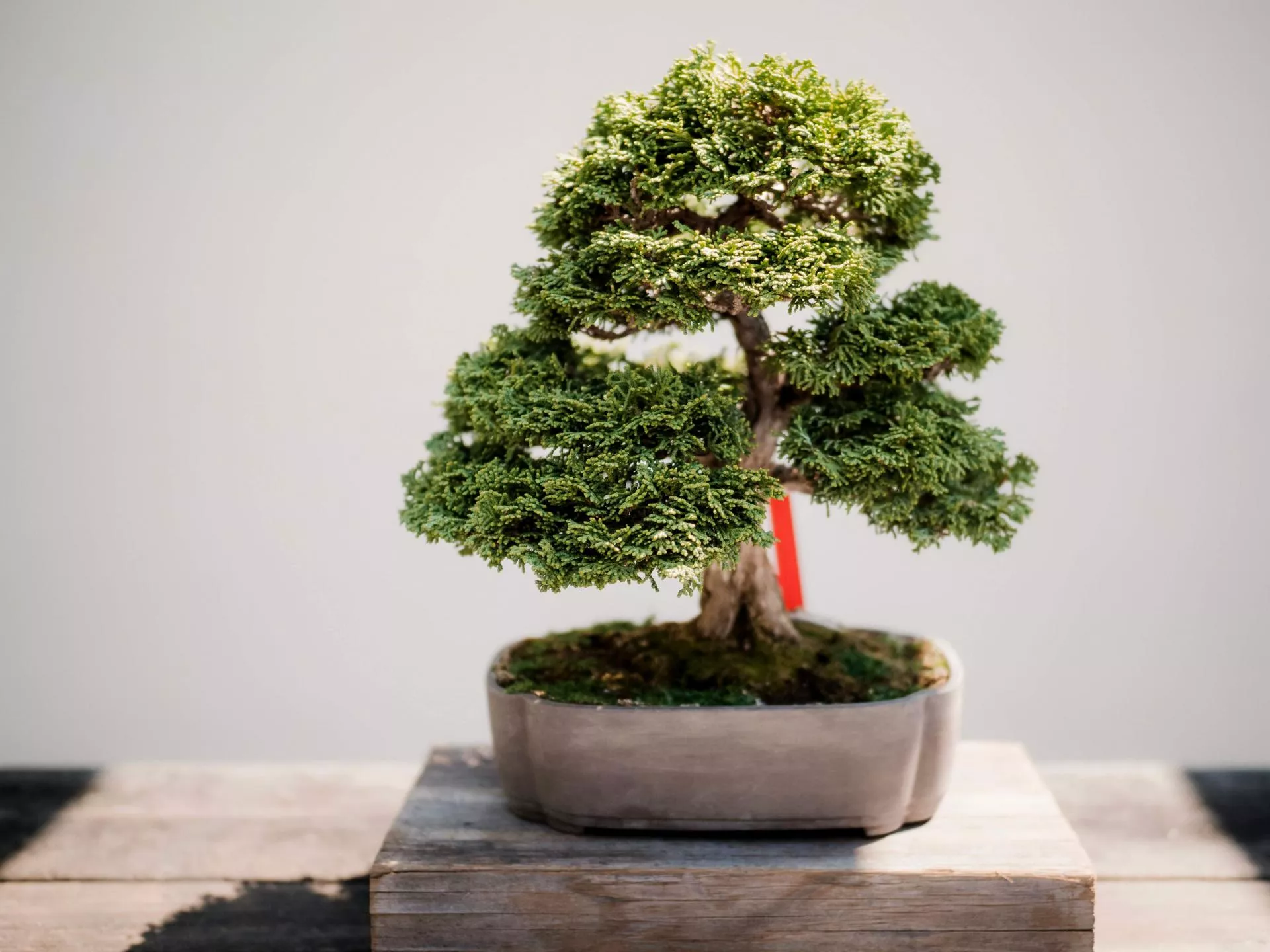 Bonsai  zminiaturyzowane drzewo na tacy