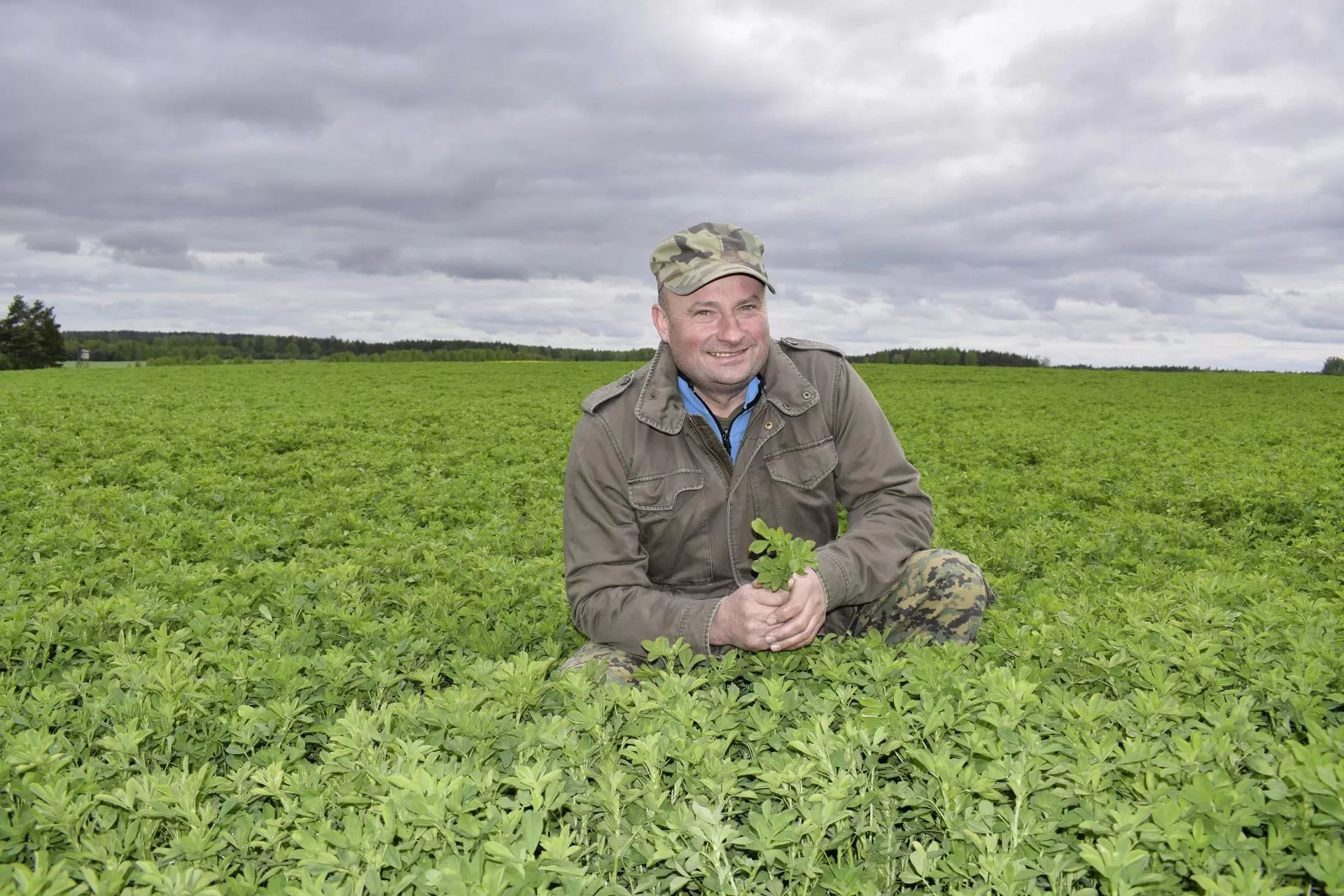 Wielki powrót lucerny Jak ją uprawiać aby uzyskać dobry plon