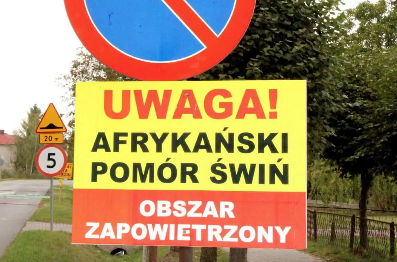 ASF zagraża nie tylko Polsce. To już globalny problem