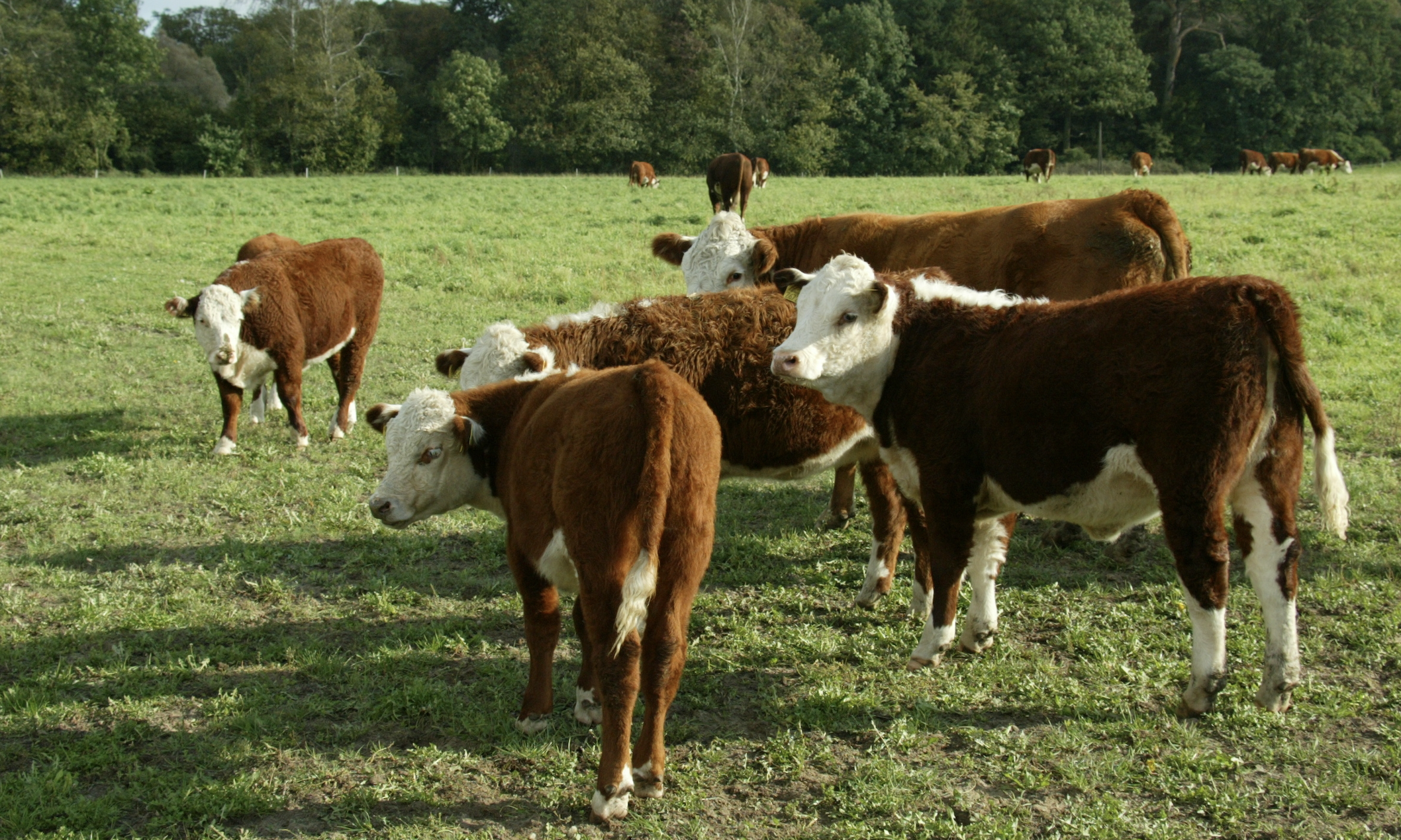 Czym dokarmiać bydło, gdy zmniejsza się wydajność pastwiska? Czym dokarmiać bydło, gdy zmniejsza się wydajność pastwiska?