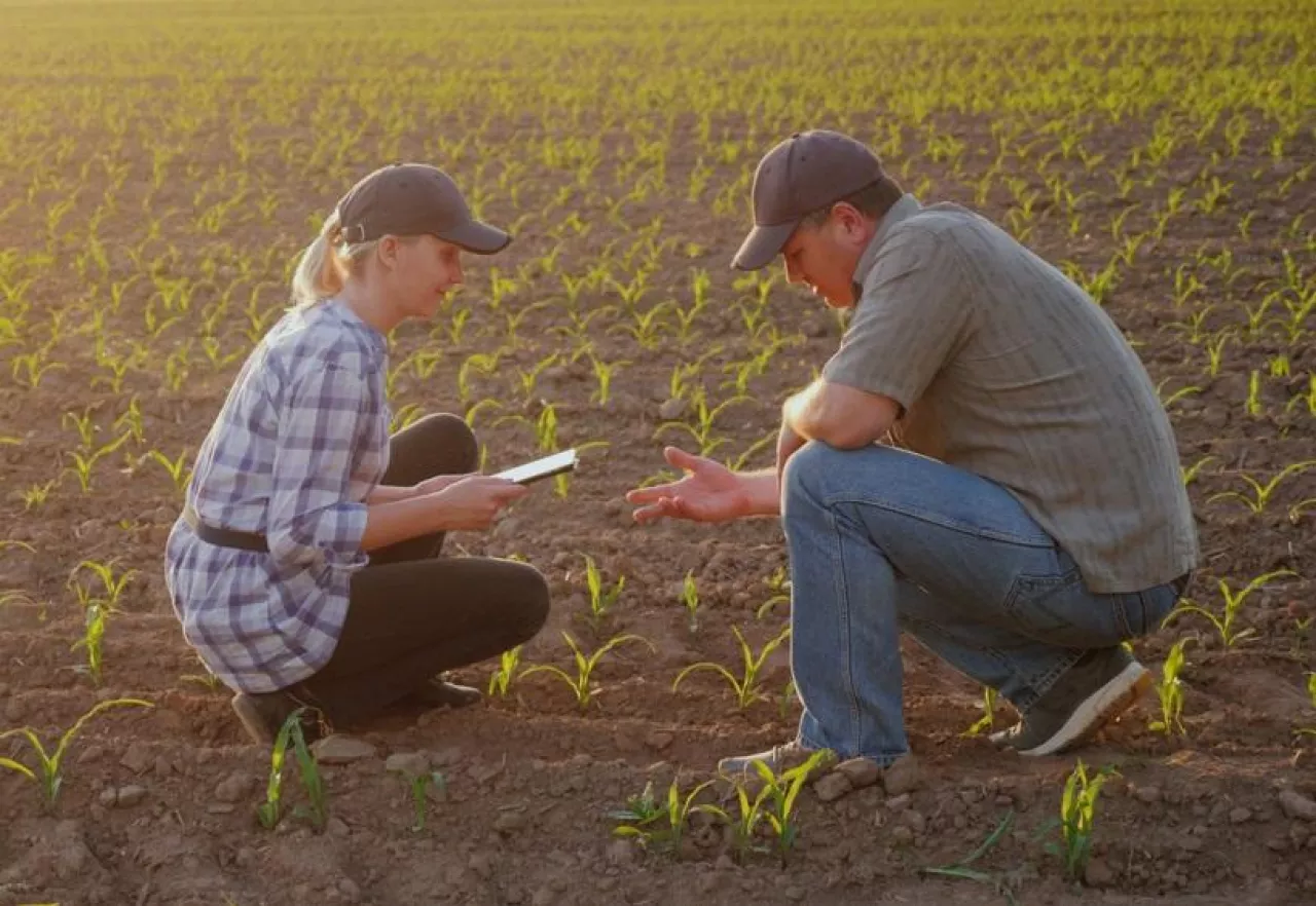 Two farmers work in the field in the evening before sunset. Inspect the green shoots on the field, use a tablet