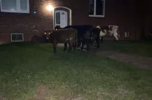 Kühe vor einem Wohnhaus