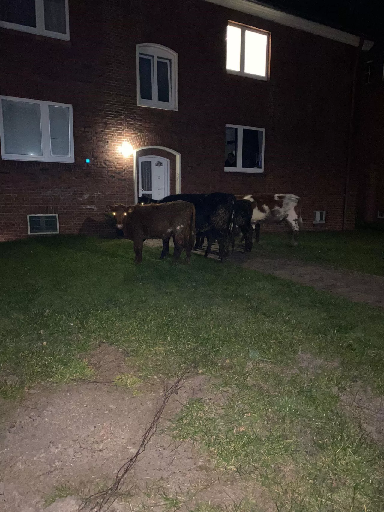 Kühe vor einem Wohnhaus