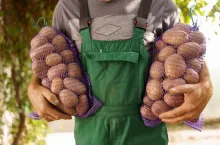 A man with two bags of potatoes. Charismatic senior farmer holding sacks with potatoes.