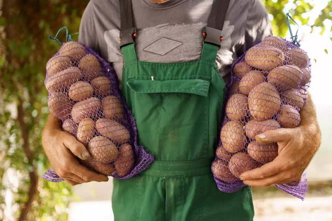 A man with two bags of potatoes. Charismatic senior farmer holding sacks with potatoes.