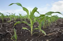 Low angle view of young corn plants in a field after the rain
