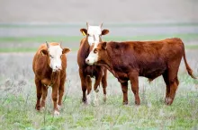Young oxes are grasing on green meadow or pasture