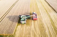 Harvesting wheat in autumn field. A modern tractor stands directly next to the harvester combine and transports wheat grain. Aerial top view