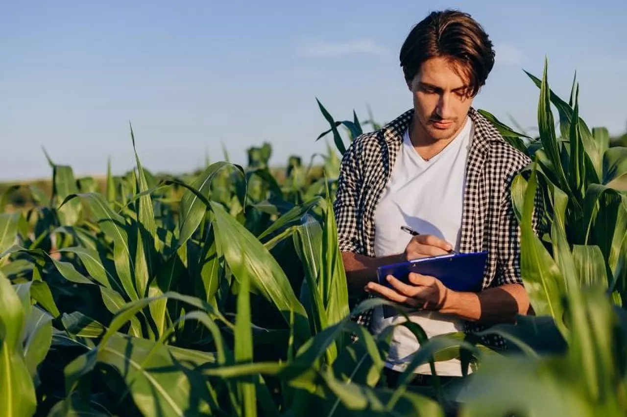 Young man agronomist standing in a corn field and taking control of the yield - Image