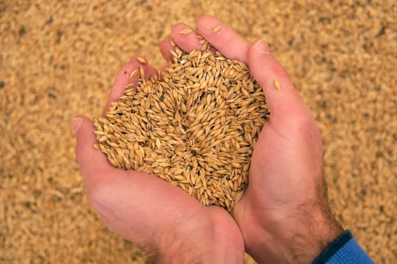Top view of crop anonymous male showing handful of dry wheat grains against of pile of grains while working in agricultural complex