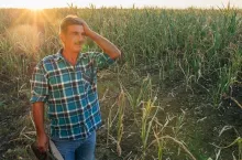 farmer in the Drought Damaged Cornfield, cornstalks show the effects of prolonged hot, dry weather on a farm