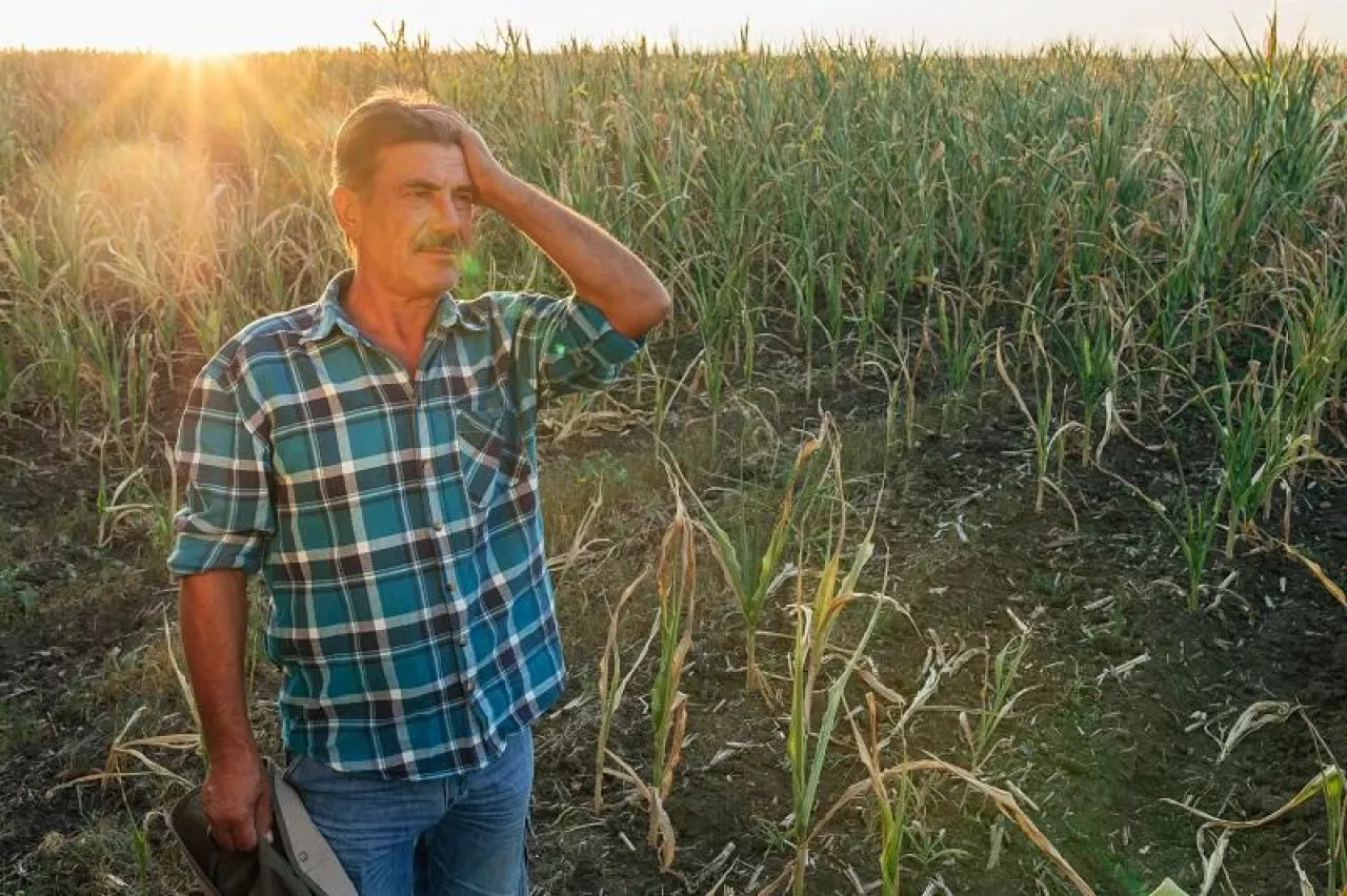 farmer in the Drought Damaged Cornfield, cornstalks show the effects of prolonged hot, dry weather on a farm