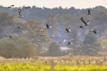 Groups of Common Crane (Grus grus) birds on migration in feeding habitat on German Countryside in October. Germany