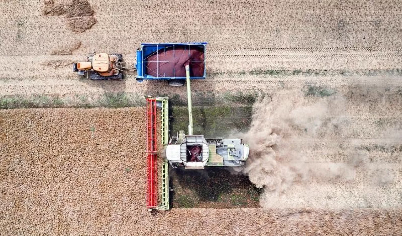 Harvesting oilseed rape in autumn field. A modern tractor stands directly next to the harvester combine and transports rapeseed. Aerial top view