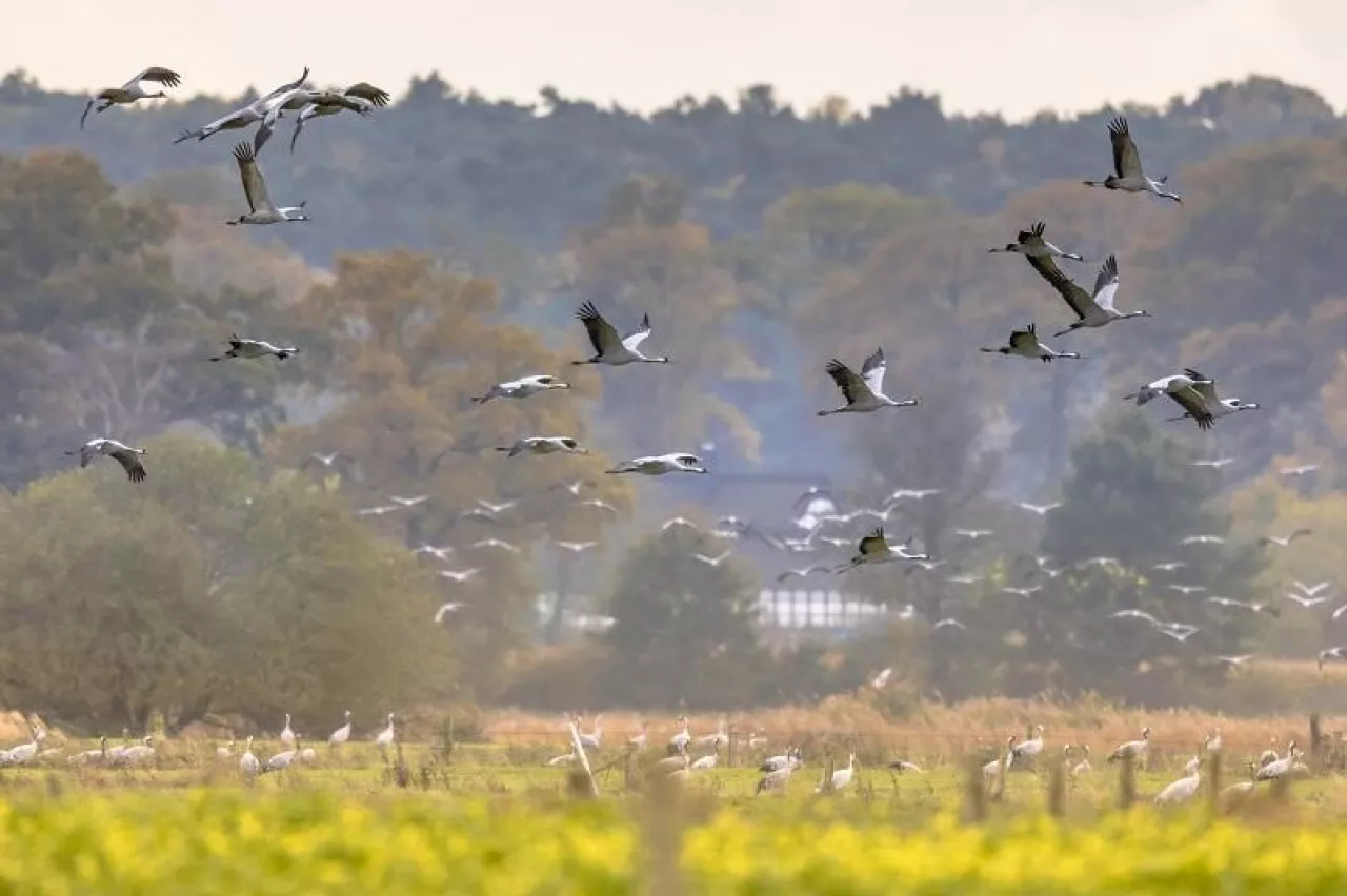 Groups of Common Crane (Grus grus) birds on migration in feeding habitat on German Countryside in October. Germany