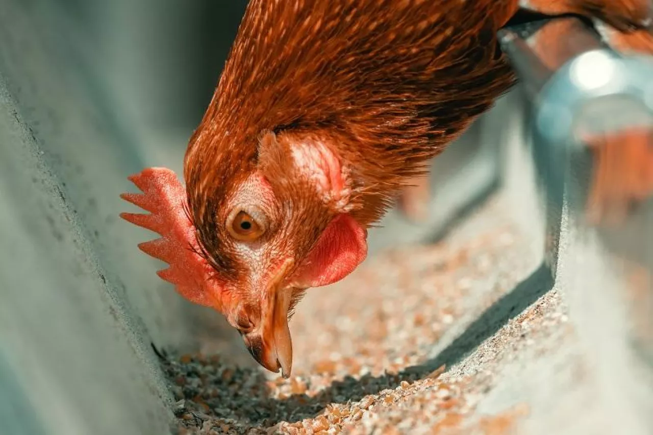 Close up of chicken hen feeding in cage, selective focus