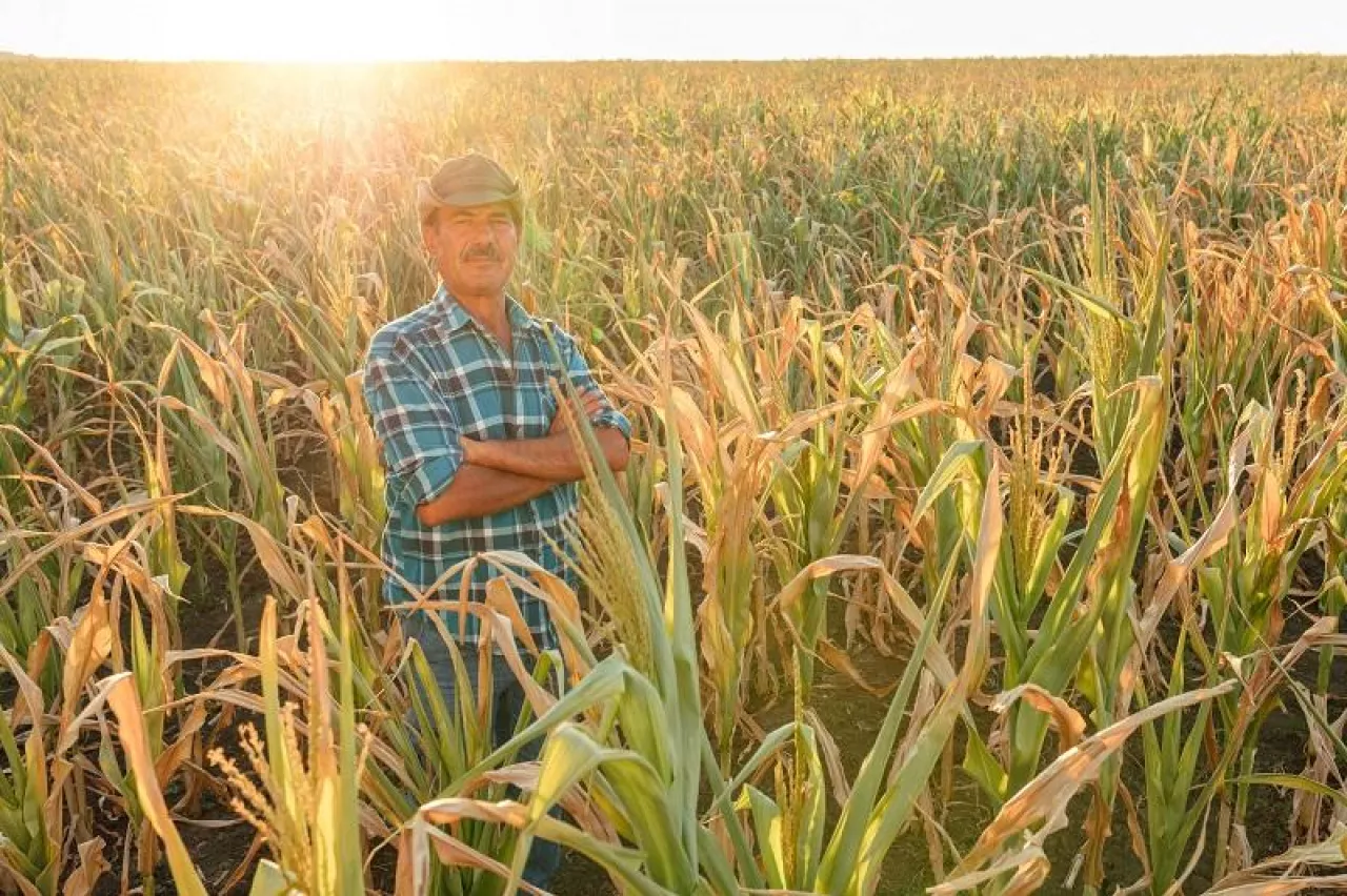 portrait of senior man with hat, standing arms crossed and looking at camera, outdoors in corn field
