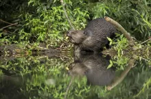 Eurasian beaver, castor fiber, gnawing a branch and feeding on a riverside in summer nature at daylight. Wild animal eating a twig with its strong teeth