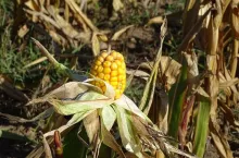susza w kukurydzy ziarnowej niewyksztalcona kolba