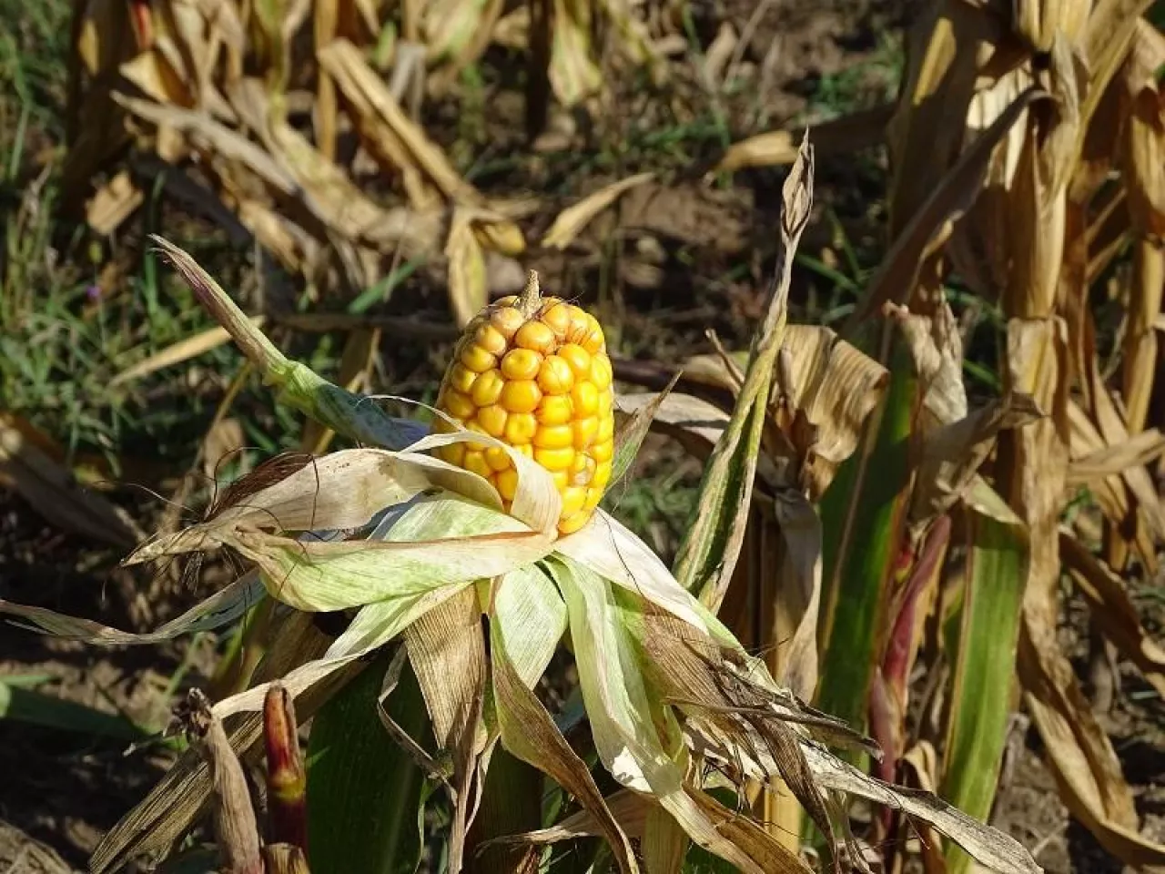 susza w kukurydzy ziarnowej niewyksztalcona kolba