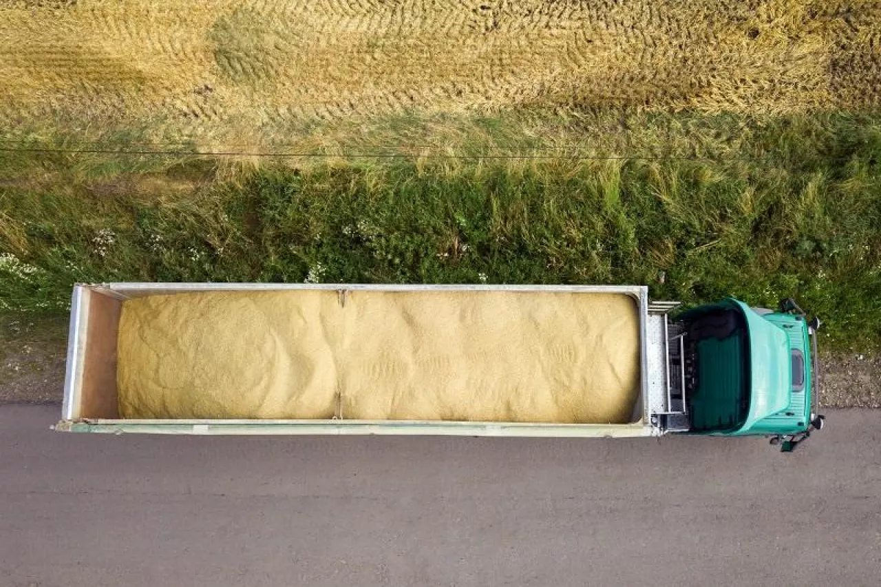 Aerial view of cargo truck driving on dirt road between agricultural wheat fields. Transportation of grain after being harvested by combine harvester during harvesting season.