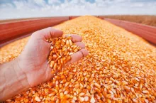 Farmer handful of harvested corn kernels from the heap loaded into tractor trailer, hands in corn grain pile as concept of abundance and great yield after successful harvest