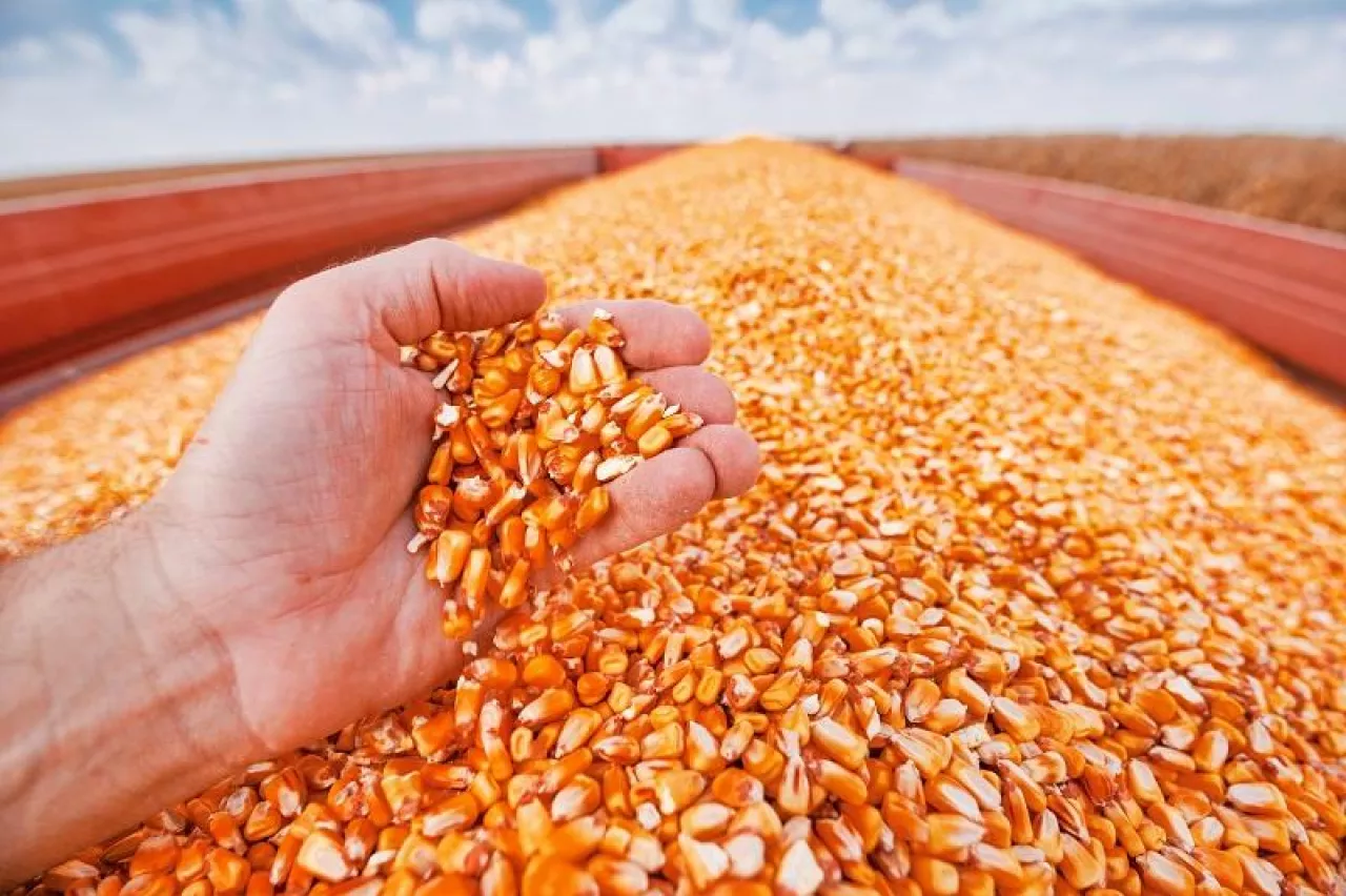 Farmer handful of harvested corn kernels from the heap loaded into tractor trailer, hands in corn grain pile as concept of abundance and great yield after successful harvest