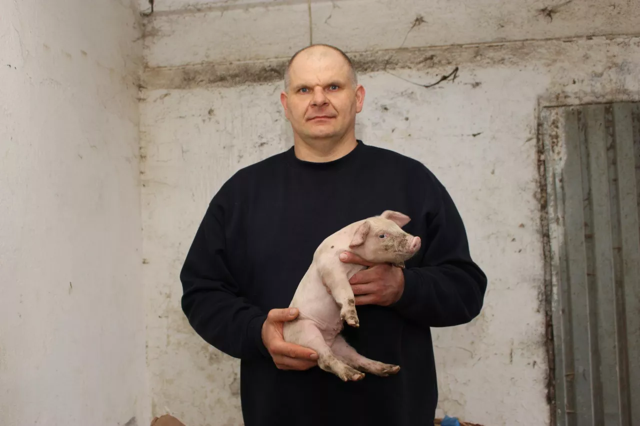 &lt;p&gt;Cezary Ogiński pomimo poniesionych strat w produkcji świń nie otrzyma dopłat do urodzonych prosiąt. Na przeszkodzie stanęło 2,4 ha&lt;/p&gt;