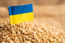 &lt;p&gt;Grains wheat with Ukraine flag, trade export and economy concept.&lt;/p&gt;