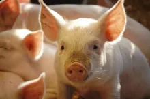 &lt;p&gt;Rolnicy, którzy nie dostali dopłat do świń mogą odowłać się od decyzji ARiMR. Pobierz WZÓR wniosku&lt;/p&gt;