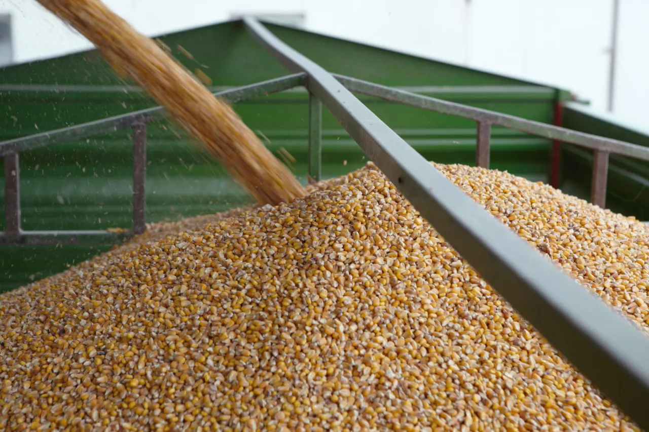 &lt;p&gt;Dopłaty do pszenicy i kukurydzy: ministerstwo rolnictwa zmienia termin sprzedaży zboża&lt;/p&gt;