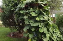 &lt;p&gt;Kokomak jest doskonałą rośliną do obsadzania pergoli, płotów, murów i drzew&lt;/p&gt;