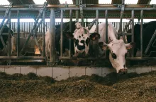 &lt;p&gt;Na całym świecie buhaje bezrogie są coraz częściej wykorzystywane w programach hodowlanych i na farmach mlecznych&lt;/p&gt;