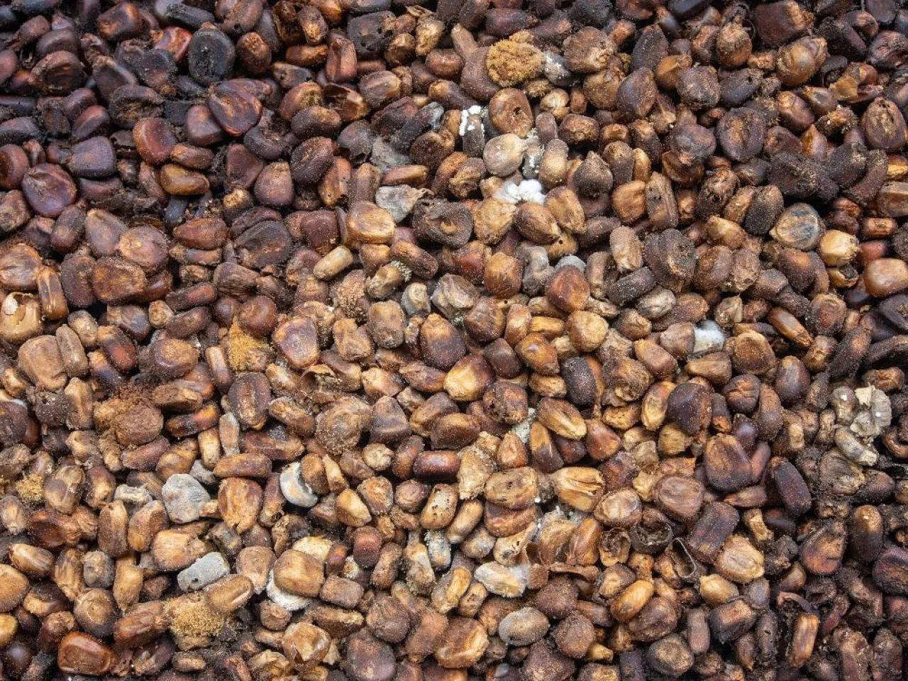 Corn mycotoxins - rotten corn in stored grains and seeds.