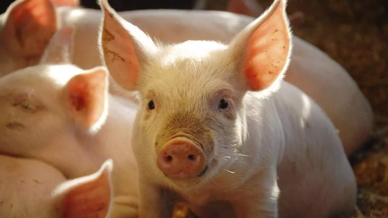 &lt;p&gt;Minister rolnictwa Robert Telus podpisał w poniedziałek 8 maja br. rozporządzenie, wprowadzające obniżone wymagania dotyczące chowu świń utrzymywanych w celu produkcji mięsa na własny użytek.&lt;/p&gt;
