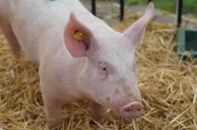 &lt;p&gt;Ile świń może utrzymywać rolnik na użytek własny? Minister ogłosił bardzo ważną zmianę!&lt;/p&gt;