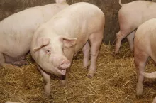 &lt;p&gt;Robert Telus 8 maja 2023 roku podpisał rozporządzenie, dzięki któremu zostały zmniejszone wymagania bioasekuracji dotyczące chowu świń w celu produkcji mięsa na użytek własny.&lt;/p&gt;