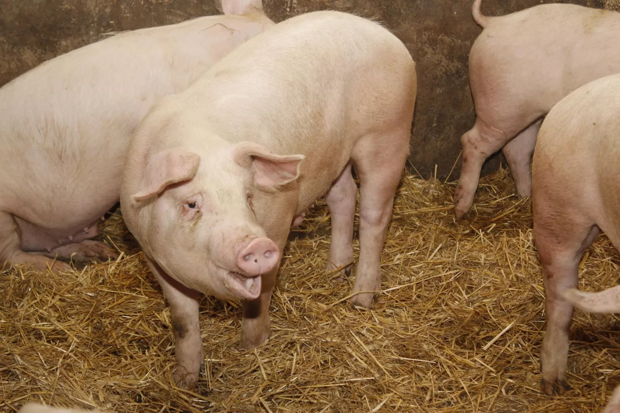 &lt;p&gt;Robert Telus 8 maja 2023 roku podpisał rozporządzenie, dzięki któremu zostały zmniejszone wymagania bioasekuracji dotyczące chowu świń w celu produkcji mięsa na użytek własny.&lt;/p&gt;