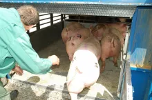&lt;p&gt;Zdaniem ekspertów, ceny świń mogą nadal spadać, jeżeli na VEZG w Niemczech nie będzie podwyżek&lt;/p&gt;