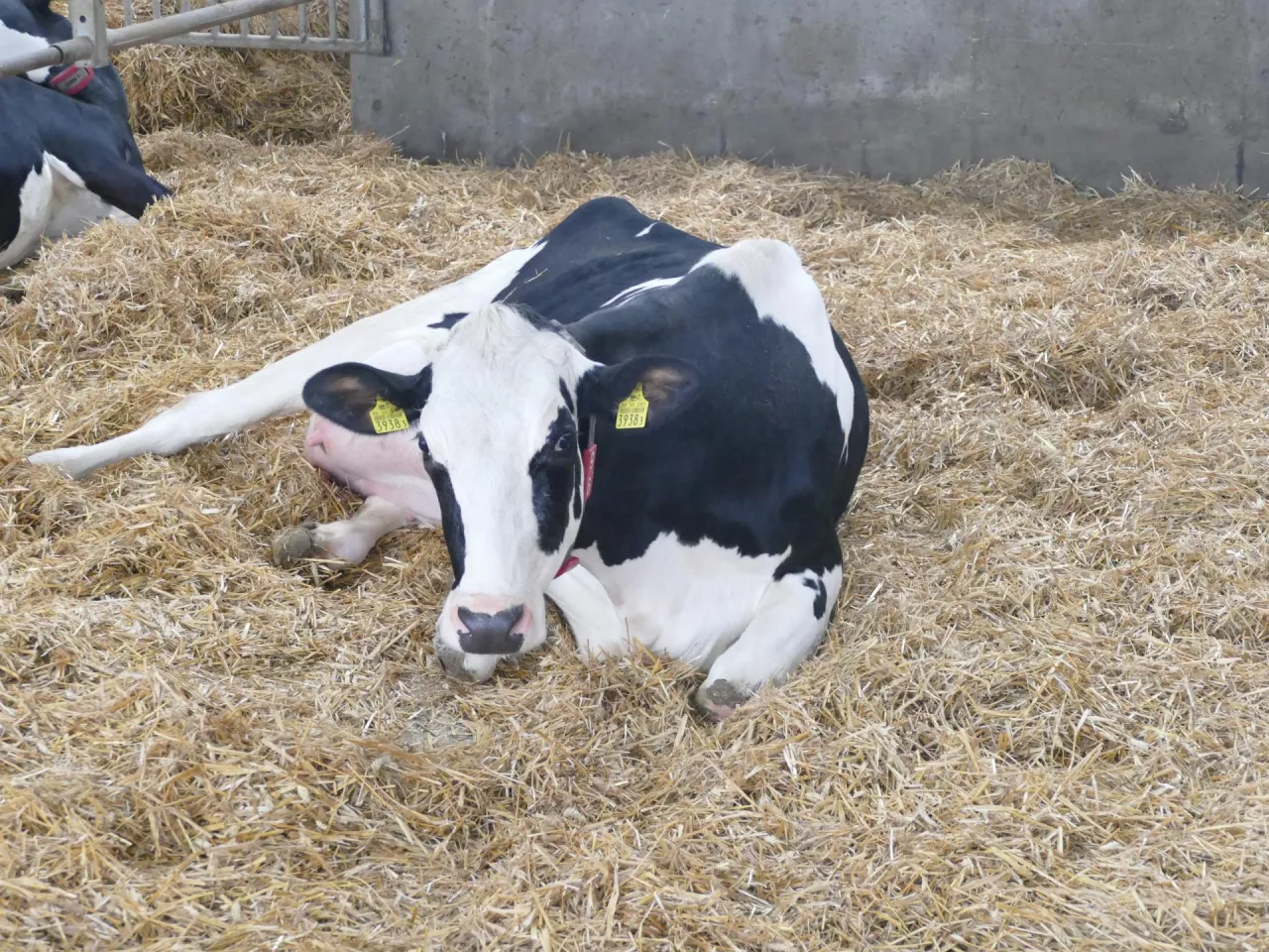 &lt;p&gt;Krowy w ciężkiej ketozie miały o 54% większe ryzyko wczesnej śmierci zarodków niż zwierzęta z najmniej ciężką ketozą&lt;/p&gt;