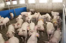 &lt;p&gt;Ceny tuczników niższe nawet o 50 gr/kg. Ile aktualnie zakłady mięsne płacą za świnie?&lt;/p&gt;