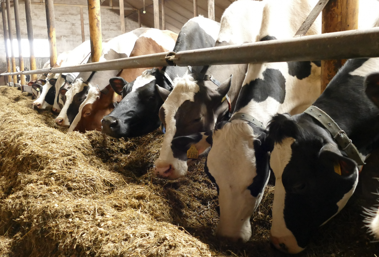 &lt;p&gt;Efektywność mleczna krów wzrosła o 30 procent!&lt;/p&gt;