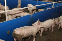 &lt;p&gt;Tuczniki zdrożały nawet o 65 gr/kg. Jakie są aktualne ceny świń w Polsce? Jakie będą stawki na koniec roku?&lt;/p&gt;