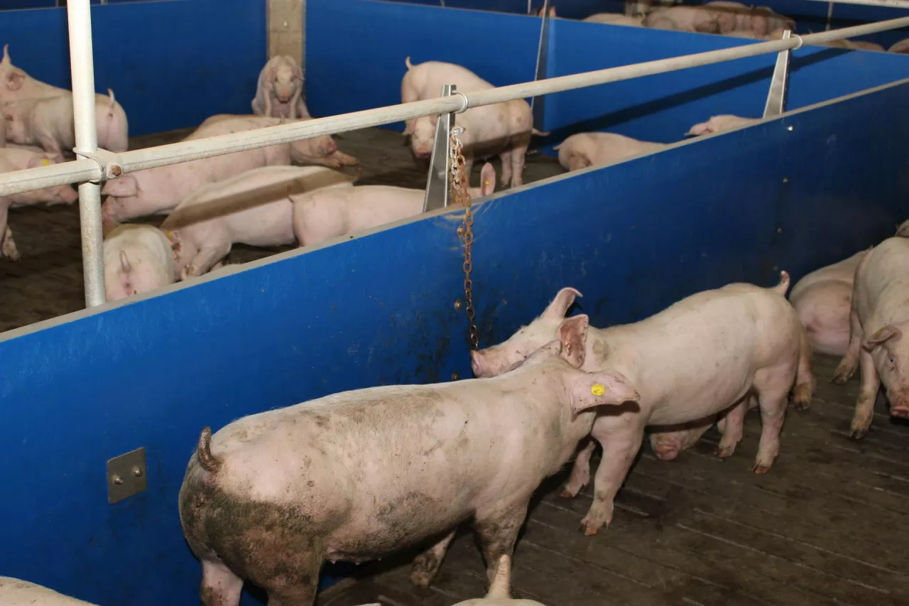 &lt;p&gt;Tuczniki zdrożały nawet o 65 gr/kg. Jakie są aktualne ceny świń w Polsce? Jakie będą stawki na koniec roku?&lt;/p&gt;