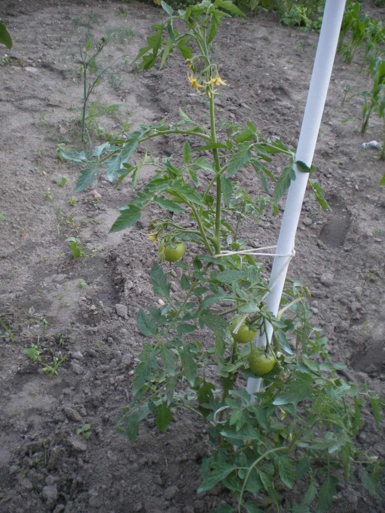 &lt;p&gt;Pomidory podwiązujemy na tyle luźno, by pęd mógł spokojnie rosnąć&lt;/p&gt;