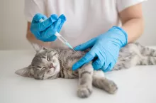 &lt;p&gt;Wirus ptasiej grypy zabija koty. Główny Lekarz Weterynarii potwierdza czarny scenariusz&lt;/p&gt;