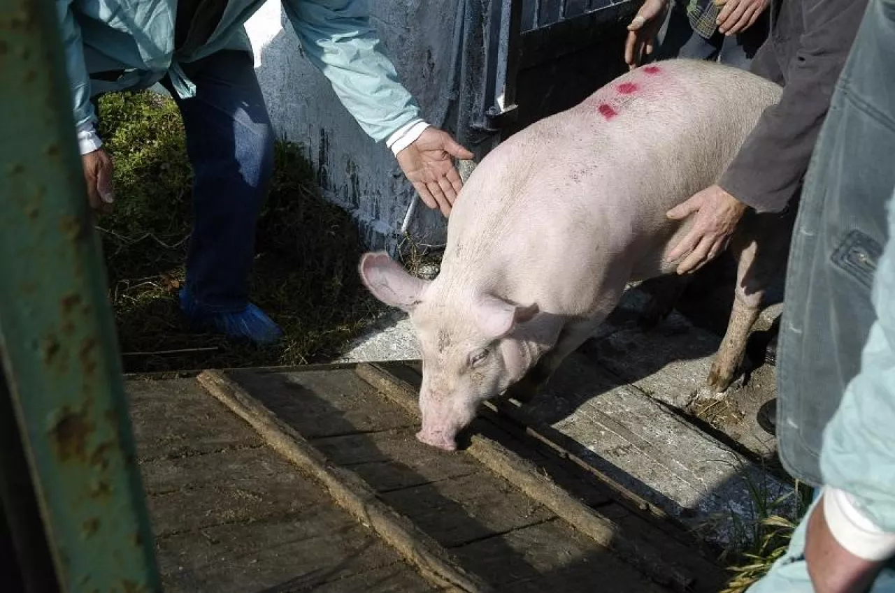 &lt;p&gt;Program zwalczania i monitorowania chA u świń był realizowany w Polsce od 2006 roku, na początku tylko w województwie lubuskim, a w 2008 roku został rozszerzony na cały kraj&lt;/p&gt;